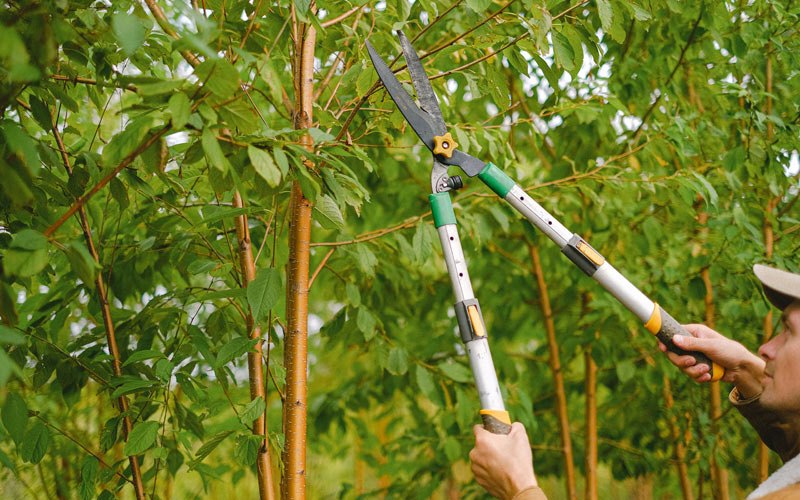 Tree trimming in Jamul, CA